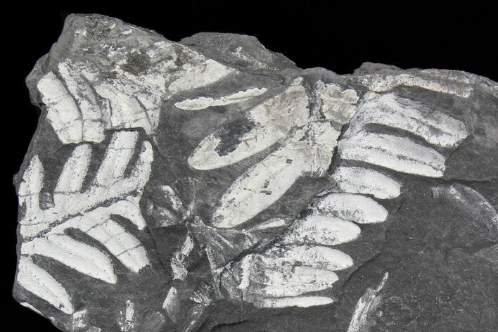 Wide Fossil Seed Fern Plate - Pennsylvania #73149